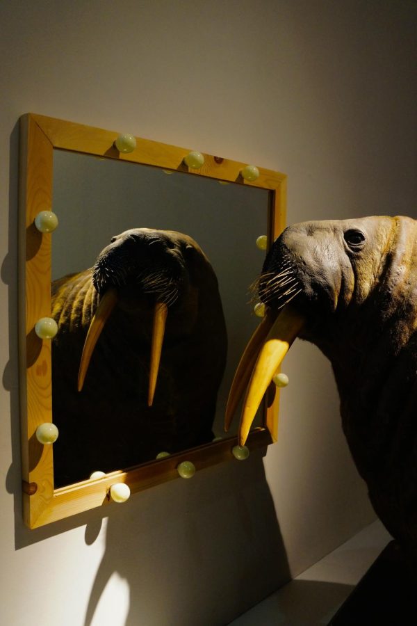 Imagine of a walrus looking in a mirror by Peter Burdon