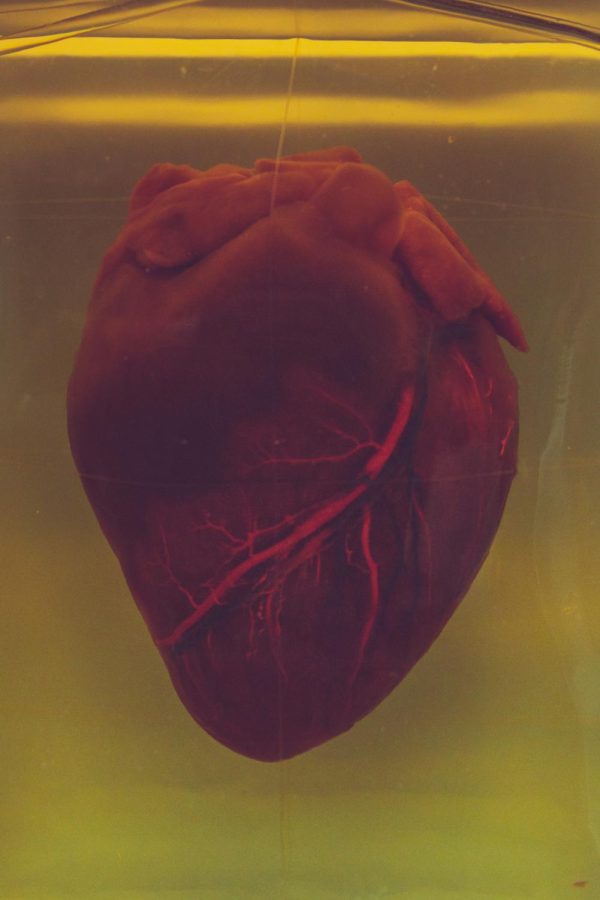 Image of a heart by Camilo Jimenez