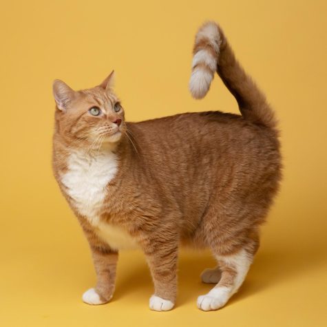 Orange Cat