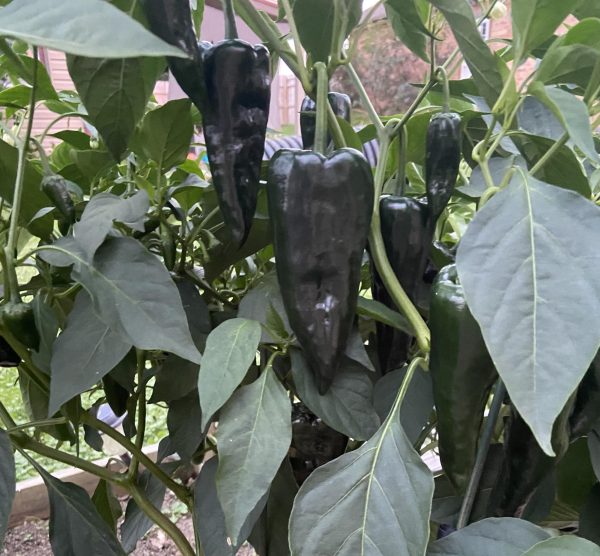 GROWING—AND COOKING—BETTER PEPPERS