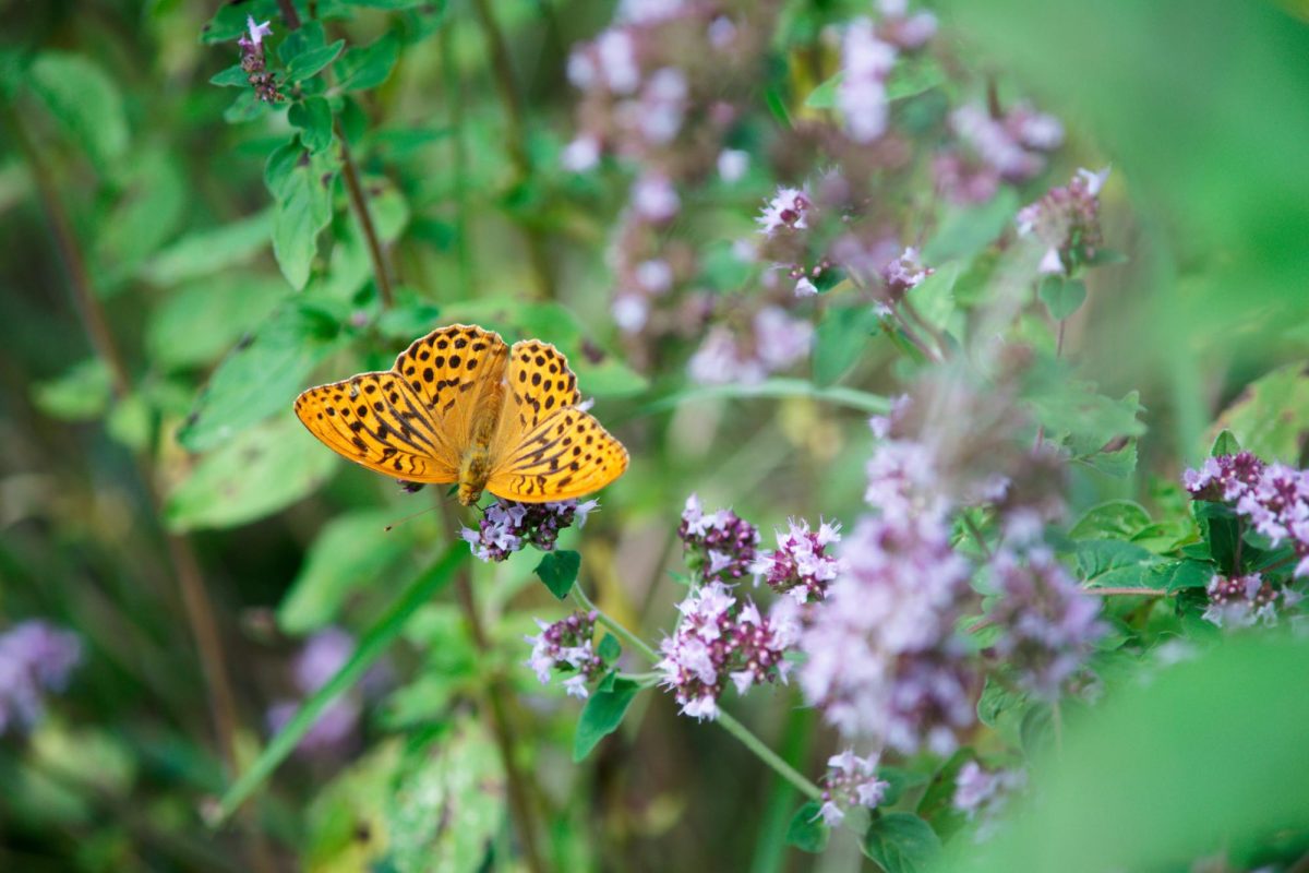 Silver-washed fritillary butterfly on the oregano.