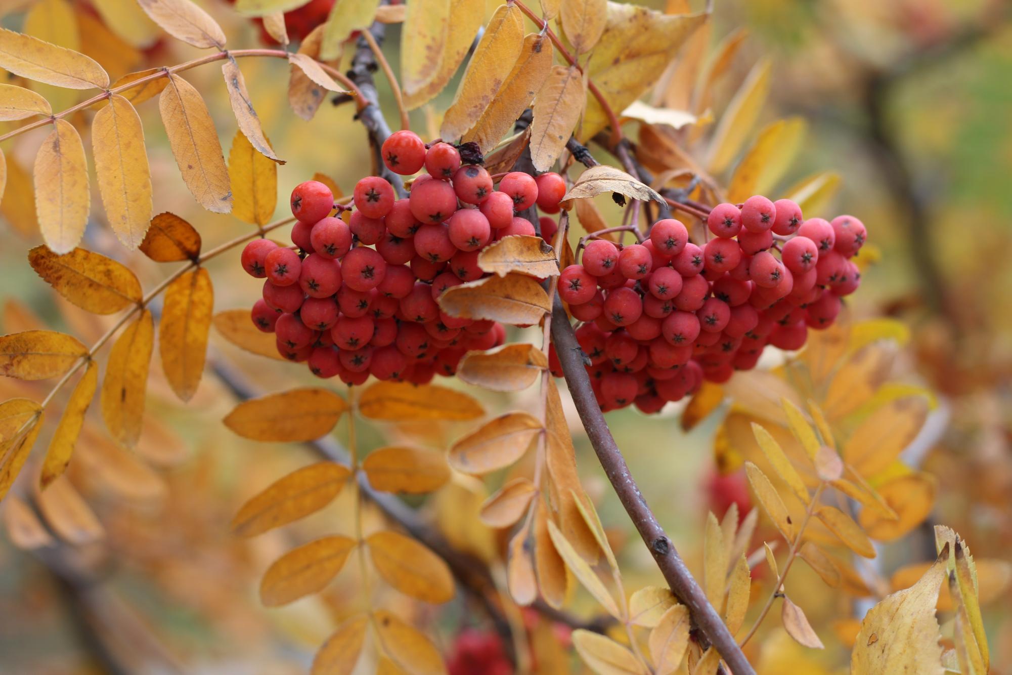 Ashberry in autumn