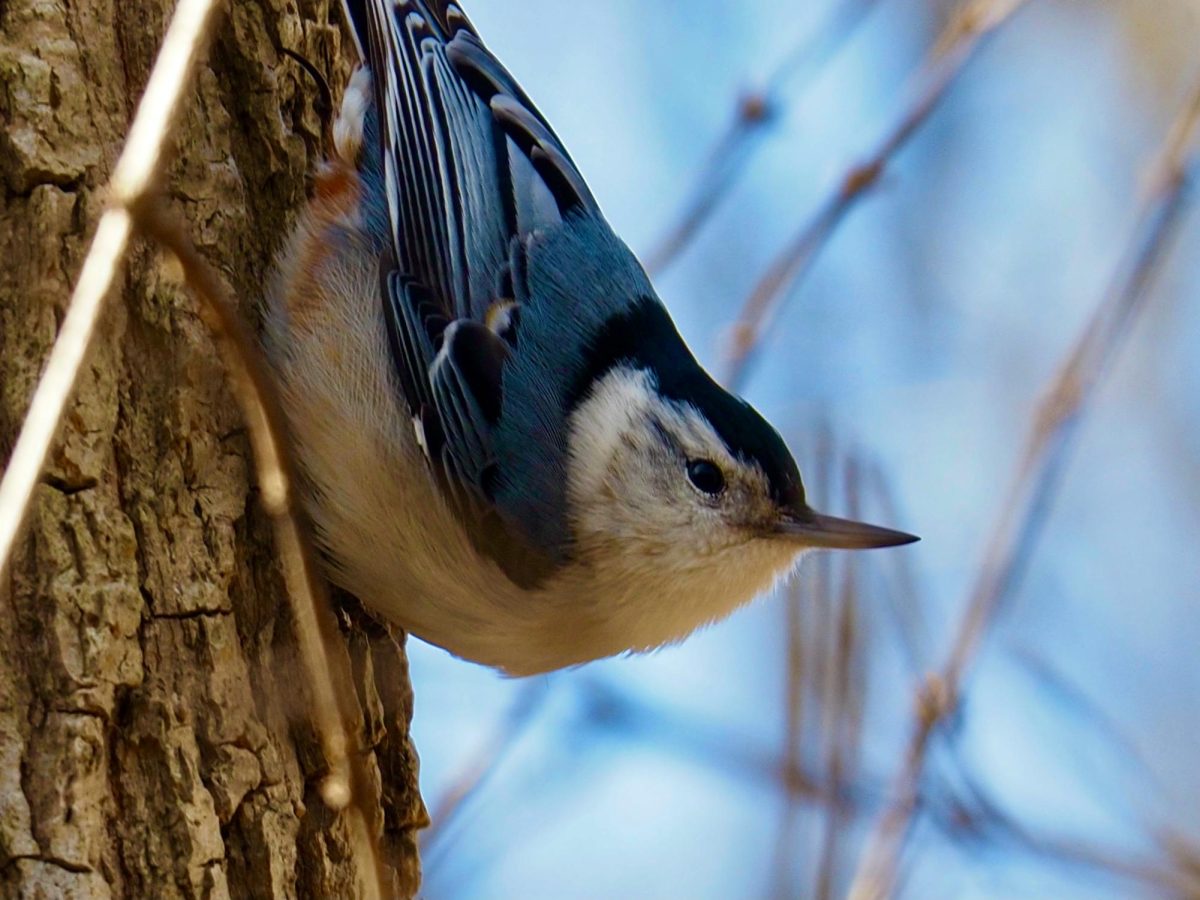 STUDENT AMUSED BY BIRD